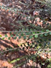 Casearia staffordiae