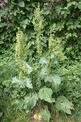 Rumex confertus