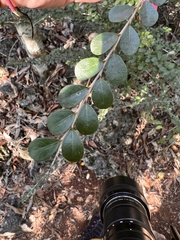 Casearia staffordiae