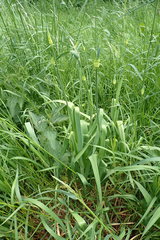 Allium scorodoprasum