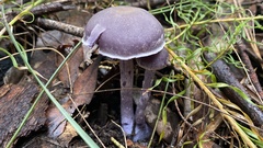 Cortinarius austroviolaceus
