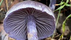 Cortinarius austroviolaceus