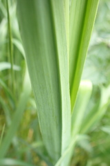 Allium scorodoprasum