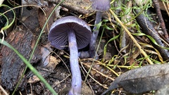 Cortinarius austroviolaceus