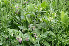 Symphytum officinale