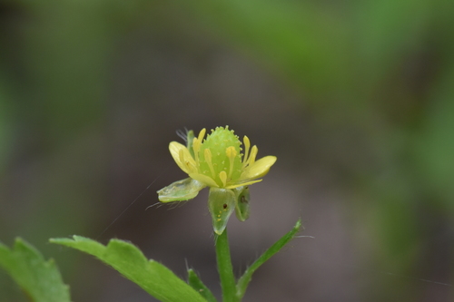 Ranunculus chinensis iNat (3)