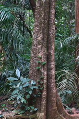 Polyalthia fragrans