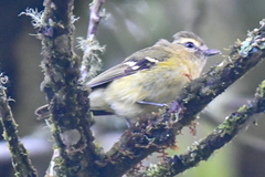 Vireo carmioli