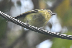 Vireo carmioli