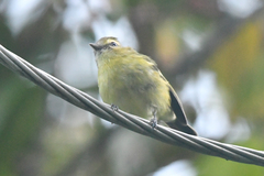 Vireo carmioli