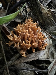 Fungi