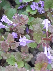 Glechoma hederacea