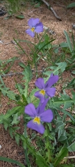 Viola calcarata