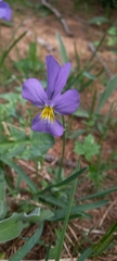 Viola calcarata
