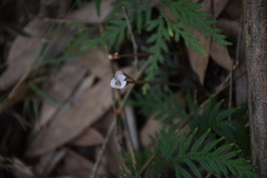 Didymoplexis pallens