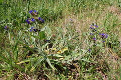 Anchusa officinalis