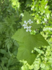 Alliaria petiolata