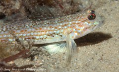 Istigobius hoesei