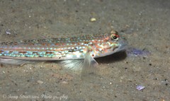 Istigobius hoesei