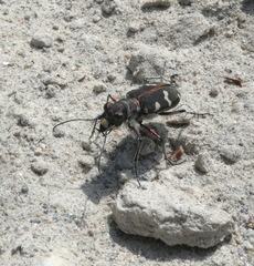 Cicindela hybrida