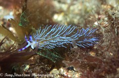 Pteraeolidia ianthina