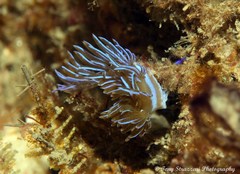 Pteraeolidia ianthina