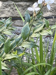 Libertia chilensis
