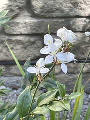 Libertia chilensis