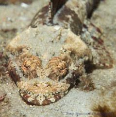 Thysanophrys cirronasus