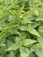 Urtica dioica