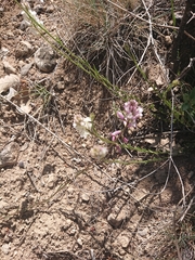 Polygala anatolica