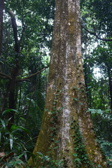 Polyalthia fragrans