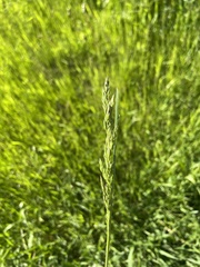 Poa pratensis