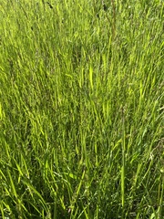 Poa pratensis