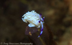 Pteraeolidia ianthina