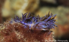 Pteraeolidia ianthina