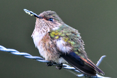 Selasphorus flammula