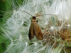 Cauchas rufimitrella