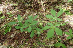 Aesculus hippocastanum