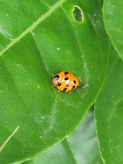 Harmonia dimidiata