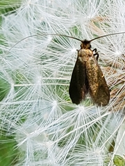 Cauchas rufimitrella