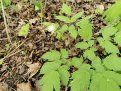 Actaea spicata