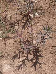 Euphorbia macroclada
