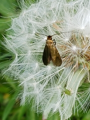 Cauchas rufimitrella