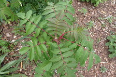 Rhus typhina