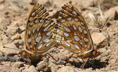 Speyeria callippe callippe