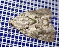 Blenina
