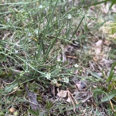 Thesium catalaunicum