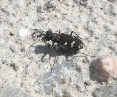 Cicindela hybrida
