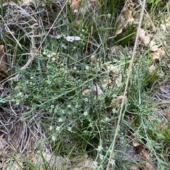 Thesium catalaunicum